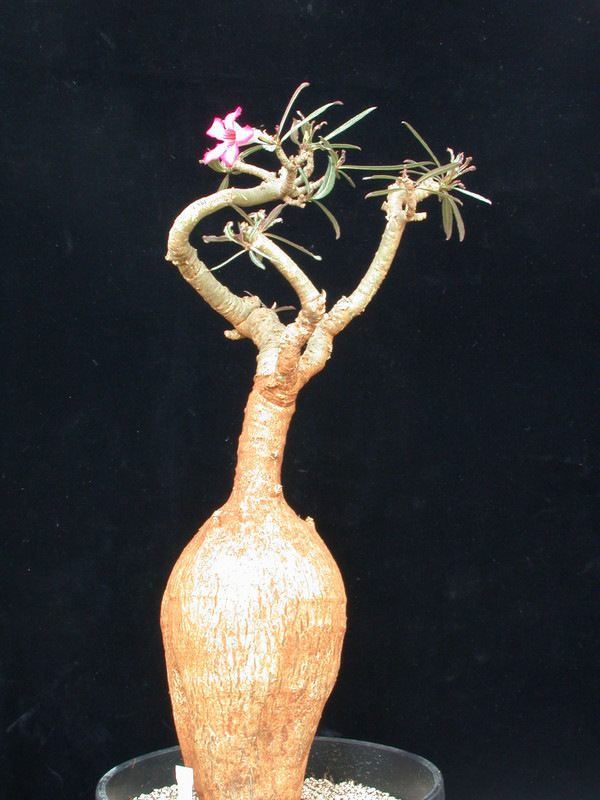 adenium somalense 03