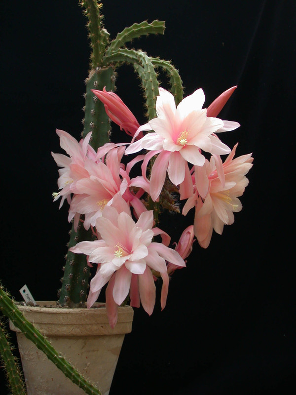 aporocactus moonlight 01