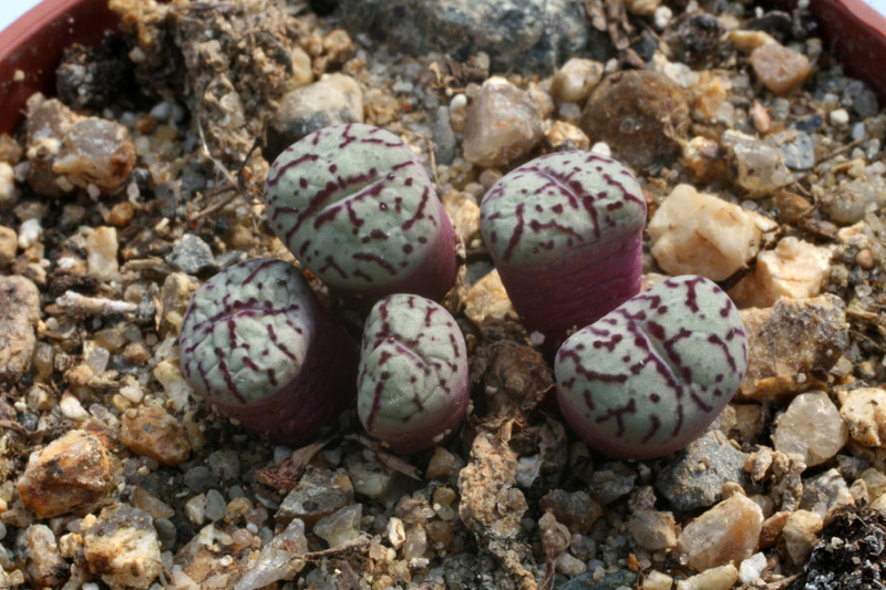 conophytum minimum wittbergense kleinspreefontain 2867