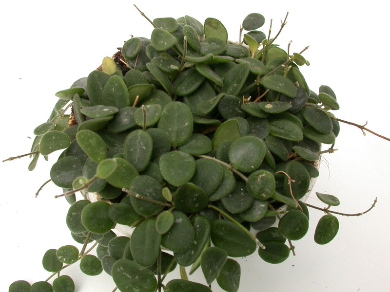hoya serpens 3954