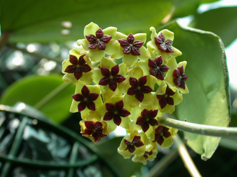 hoya cinnamomifolia paul 01
