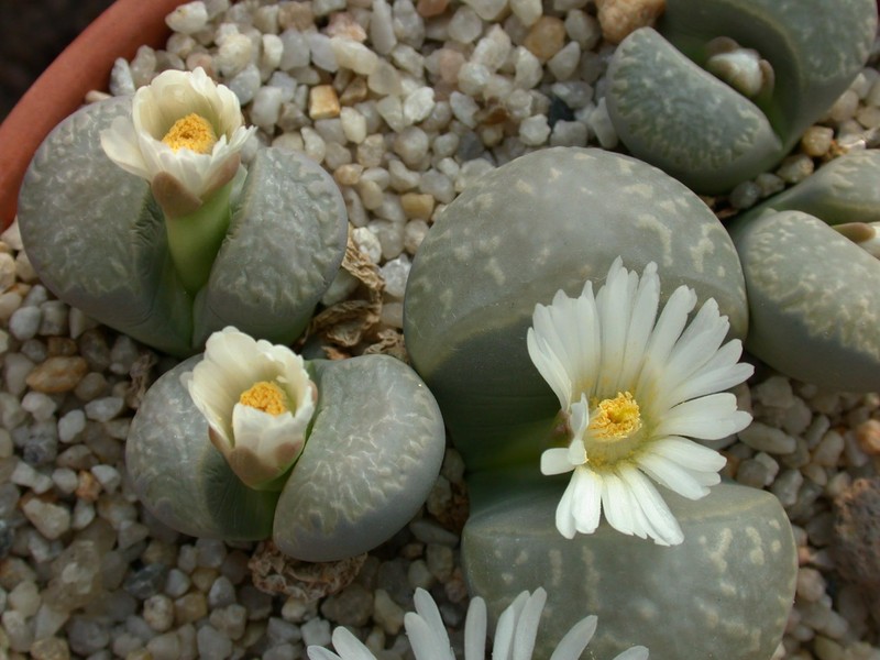 lithops marmorata c305 02
