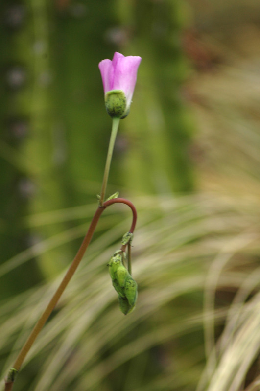 calandrinia grandiflora 03