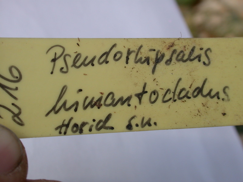pseudorhipsalis himanthoclada horich rba216 2117