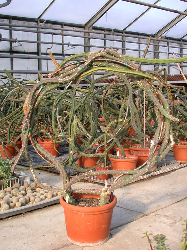 selenicereus grandiflorus 04