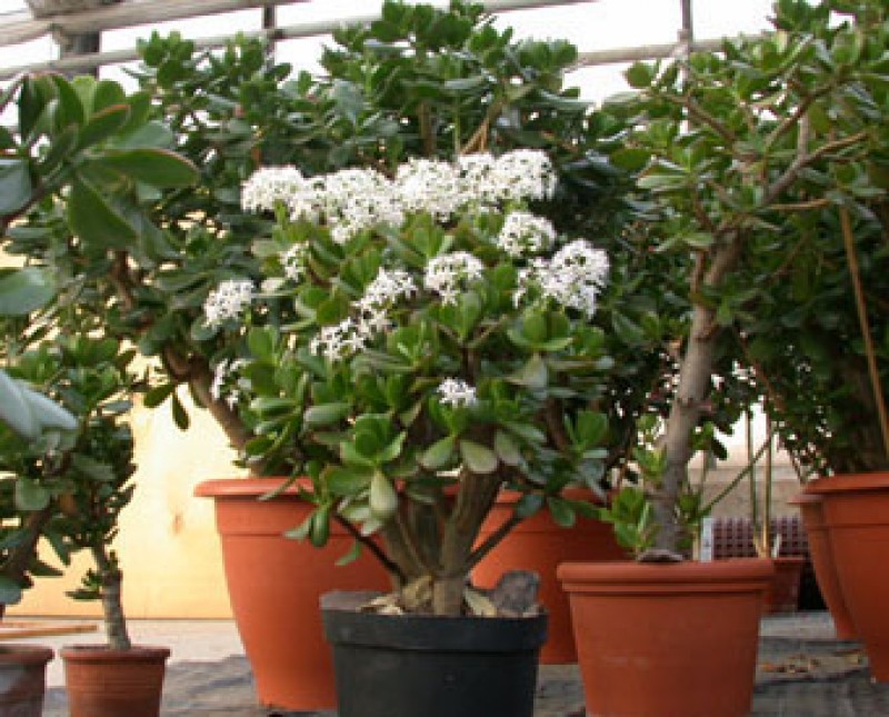 crassula portulacaria 01