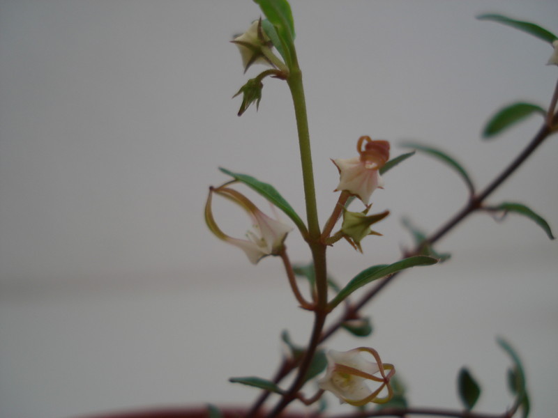 brachystelma angustum 37