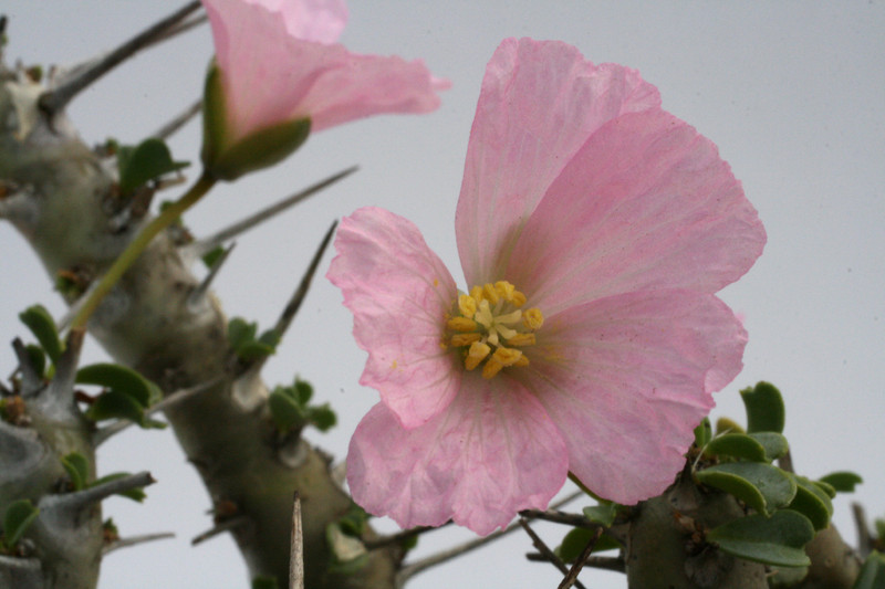 sarcocaulon pattersonii 2993