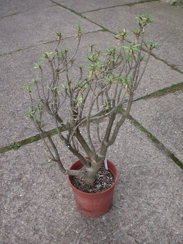 euphorbia balsamifera 5703