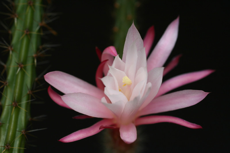 aporocactus rot wei