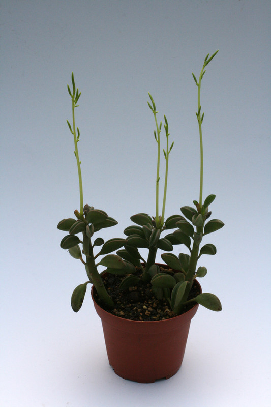 peperomia aspernea 9299