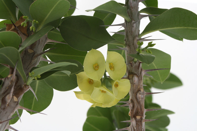 euphorbia horombensis 50cm 3714