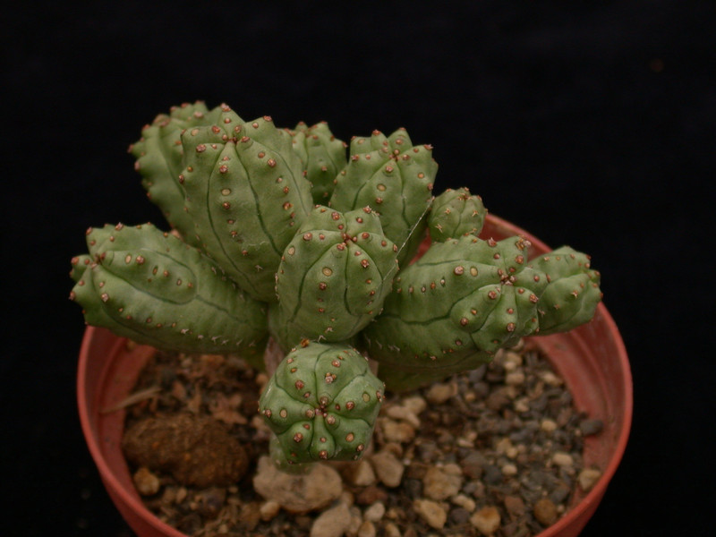 euphorbia mosaica 02