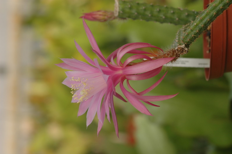 aporocactus royal silk 1307