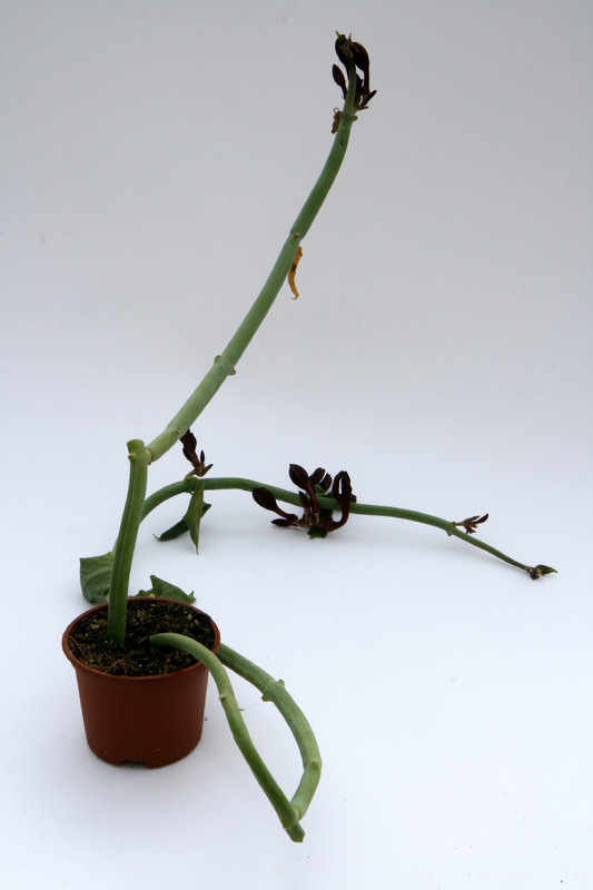 ceropegia rupicola mangelsdorff 1516