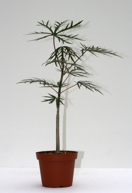 jatropha multifida 3563