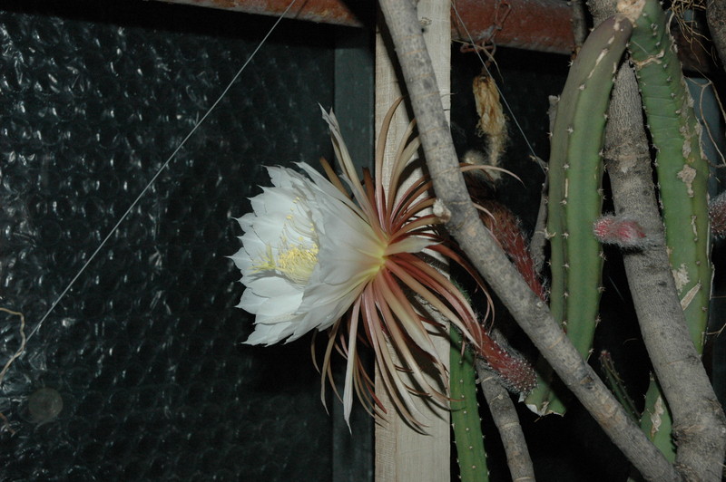 selenicereus grandiflorus koenigin 2006 05 9745
