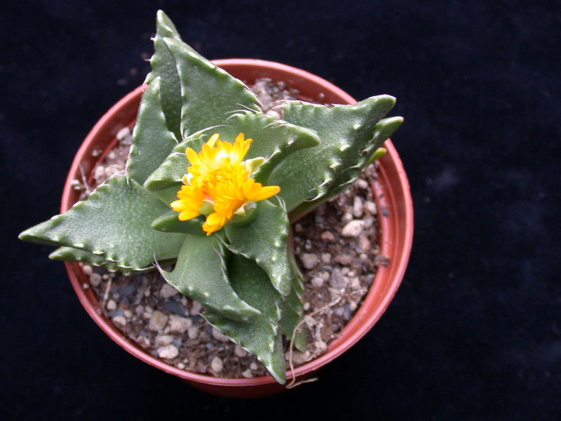 faucaria tuberculosa 06