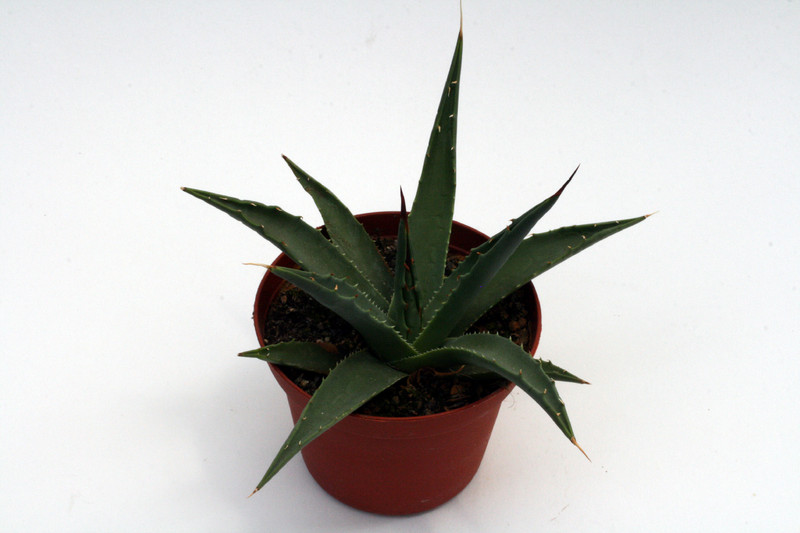 agave utahensis peach springs az 0129