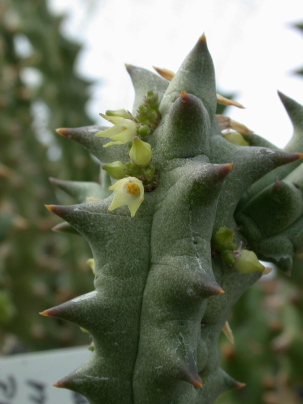 quaqua marlothii pvb6182 matjesfontain 01