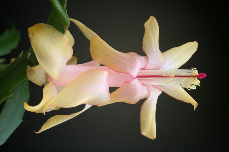 schlumbergera gold charm 5858
