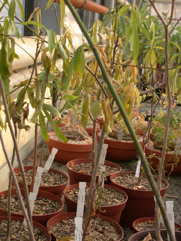 adansonia digitata 01