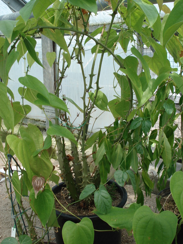 dioscorea basiclavicaulis 444