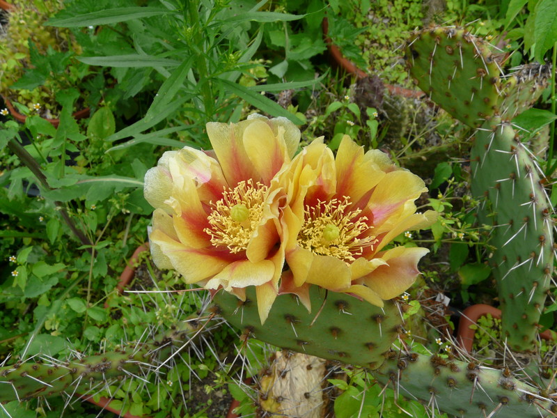 Opuntia curvispina