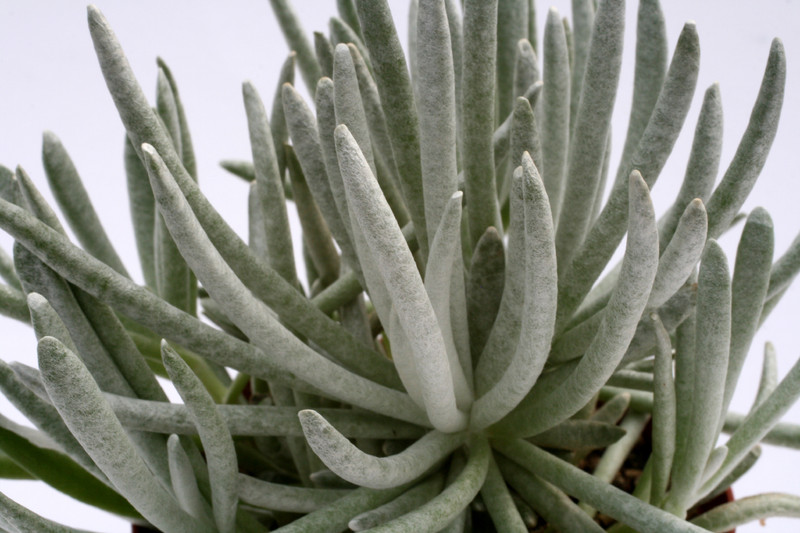 senecio scaposus 7545