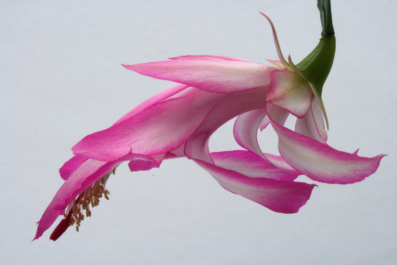 schlumbergera hatheron charm 6375