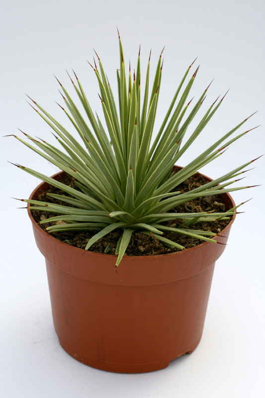 agave echinus 8147
