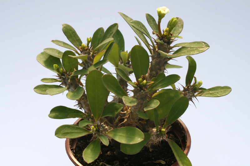 euphorbia milii hektor 7893