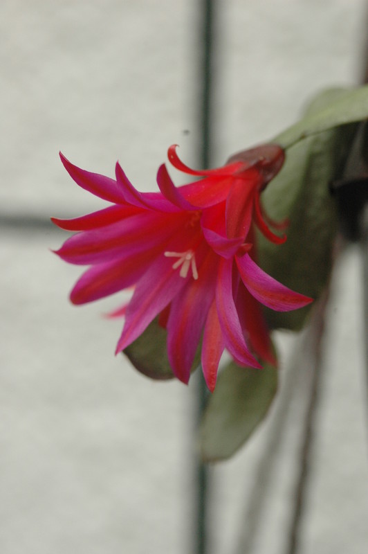 hatiora gaertneri tiburtii 9379rbi 576 9379