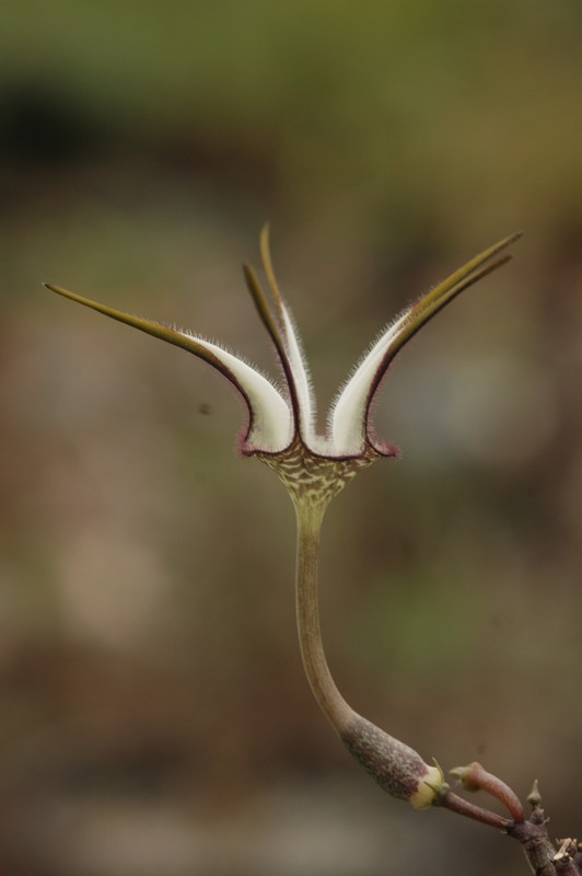 ceropegia stapeliaeformis 8770