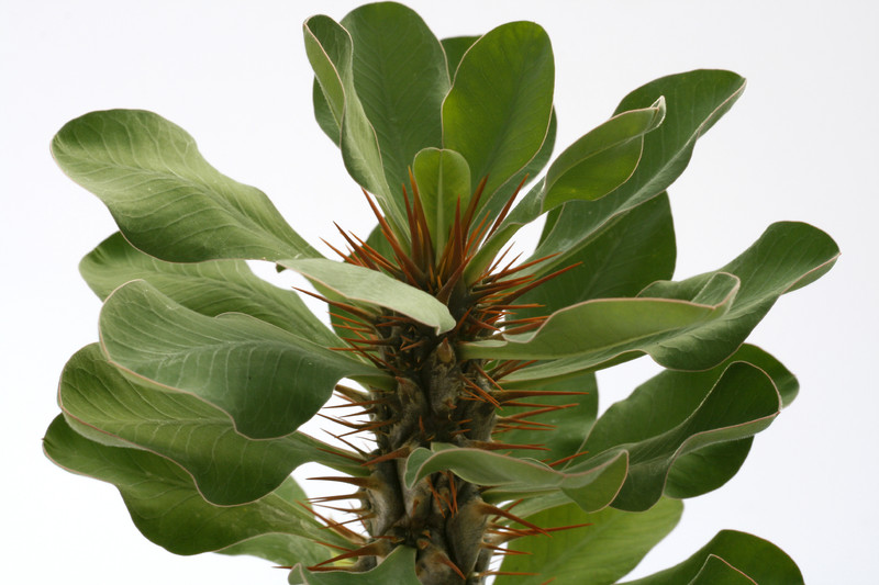 euphorbia didieroides 1511