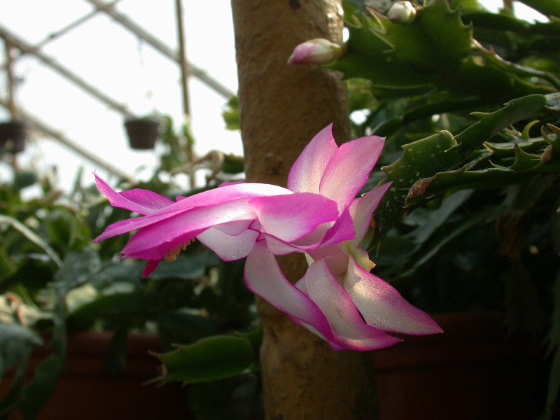schlumbergera hatherton charm 221