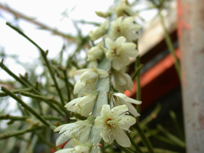rhipsalis warmingiana 28