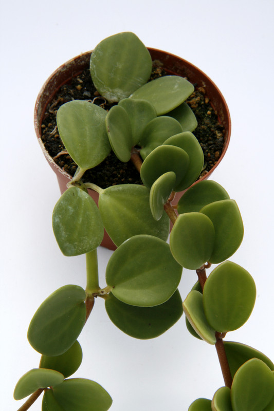 peperomia aff boivinii comoren 8019