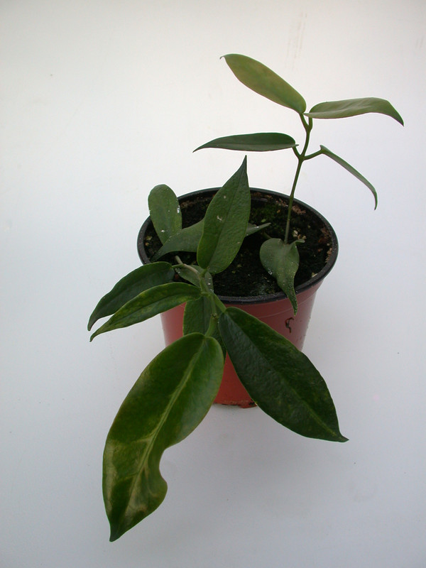 hoya macgillivrayi 4014