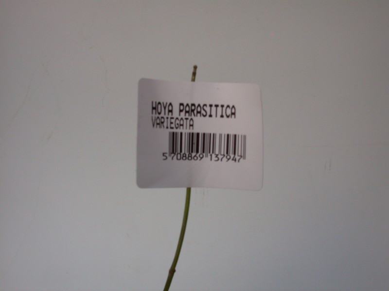 hoya parasitica variegata 4028