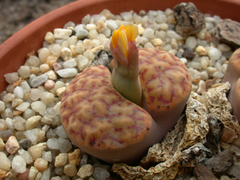 lithops bromfieldii c368 03