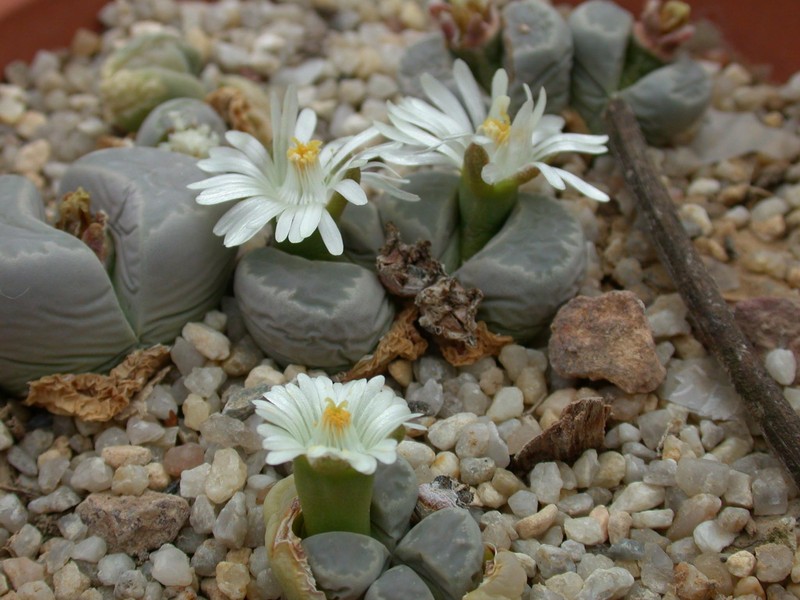 lithops optica4