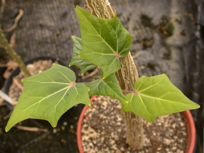 uncarina perrieri 01