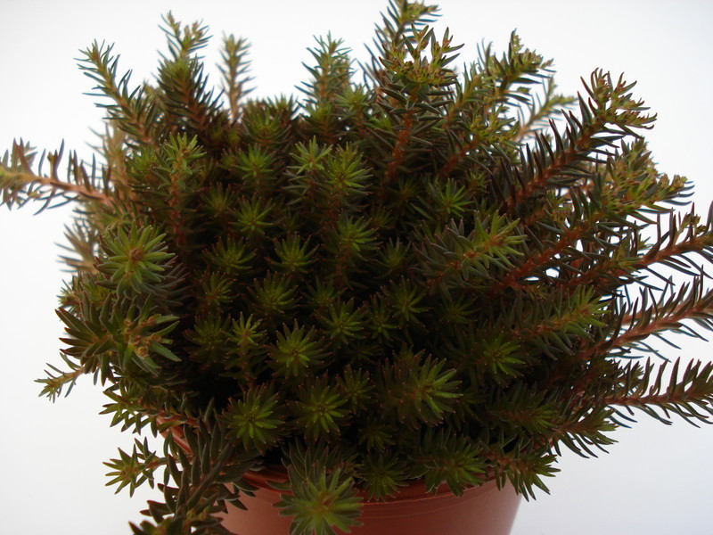 sedum hakonense chocloate ball 676