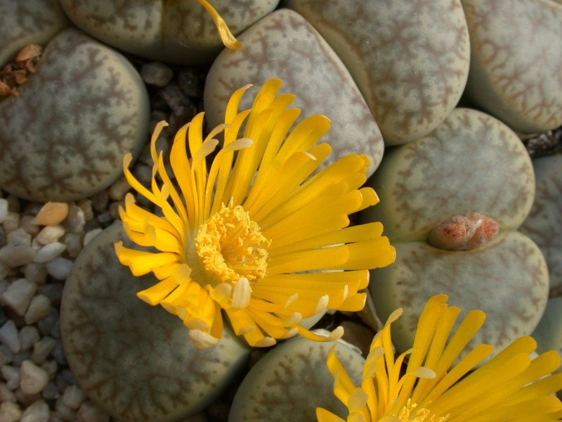 lithops pstruncatella alpina 02