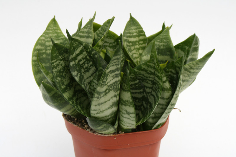sansevieria trifasciata green hahnii 5721