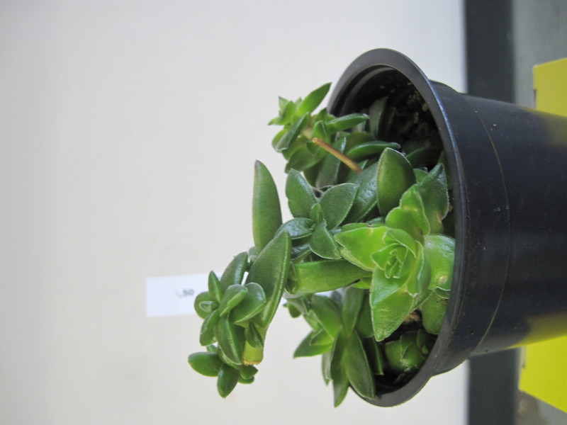 crassula capitella rowley 4782