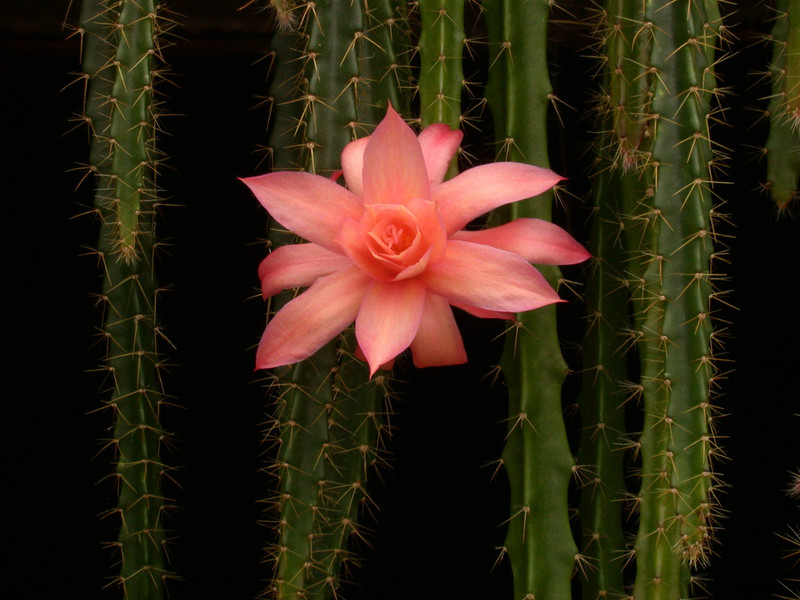 aporocactus no5 2