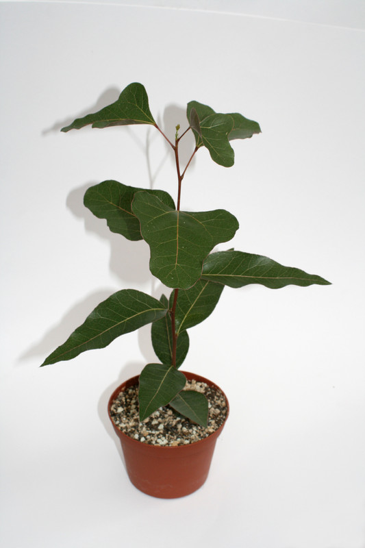 brachychiton populneus 4003