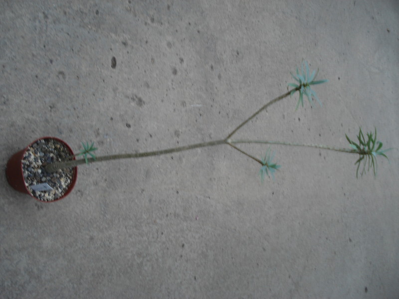 euphorbia balsamifera01